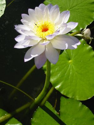 Cliquez pour voir l'image en taille relle