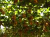 11_3_Nashy_picking_Bunbartha (7).jpg