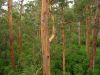 11_escalade_Bicentennial_Tree (2).jpg