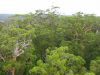 11_escalade_Bicentennial_Tree (4).jpg