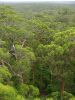 11_escalade_Bicentennial_Tree (5).jpg