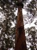 11_escalade_Bicentennial_Tree (7).jpg