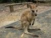 12 et 13 dcembre 2005 - Murramarang National Park (178)_petit.jpg