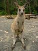 12 et 13 dcembre 2005 - Murramarang National Park (182)_petit.jpg