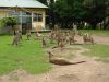 12 et 13 dcembre 2005 - Murramarang National Park (189)_petit.jpg