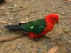 12 et 13 dcembre 2005 - Murramarang National Park (265)_petit.jpg