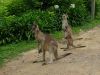 12 et 13 dcembre 2005 - Murramarang National Park (27)_petit.jpg