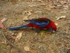 12 et 13 dcembre 2005 - Murramarang National Park (275)_petit.jpg