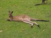 12 et 13 dcembre 2005 - Murramarang National Park (279)_petit.jpg