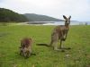 12 et 13 dcembre 2005 - Murramarang National Park (286)_petit.jpg