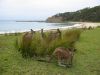 12 et 13 dcembre 2005 - Murramarang National Park (290)_petit.jpg