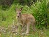 12 et 13 dcembre 2005 - Murramarang National Park (327)_petit.jpg