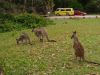 12 et 13 dcembre 2005 - Murramarang National Park (333)_petit.jpg