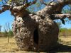 15_Boab_Prison_Tree (0).jpg