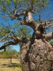 15_Boab_Prison_Tree (1).jpg