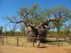 15_Boab_Prison_Tree (2).jpg