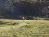 16 au 18 novembre 2005 - Kosciuszko National Park (102)_petit.jpg