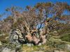 16 au 18 novembre 2005 - Kosciuszko National Park (59)_petit.jpg