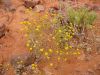 17 au 18 octobre 2005 - Sturt National Park (134)_petit.jpg