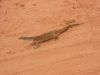 17 au 18 octobre 2005 - Sturt National Park (137)_petit.jpg