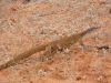 17 au 18 octobre 2005 - Sturt National Park (140)_petit.jpg