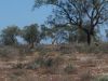 17 octobre 2005 - De White Cliffs  Tibooburra (16)_petit.jpg