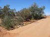 17 octobre 2005 - De White Cliffs  Tibooburra (44)_petit.jpg