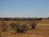 17 octobre 2005 - De White Cliffs  Tibooburra (49)_petit.jpg