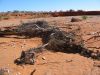 17 octobre 2005 - De White Cliffs  Tibooburra (7)_petit.jpg