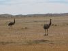 17 octobre 2005 - De White Cliffs  Tibooburra (71)_petit.jpg