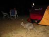 17_18_Camping_au_milieu_wallabies (0).jpg