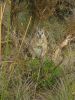 17_Koalas_a_Hanson_Bay_Sanctuary (0).jpg