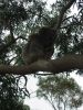 17_Koalas_a_Hanson_Bay_Sanctuary (1).jpg
