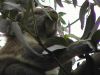 17_Koalas_a_Hanson_Bay_Sanctuary (5).jpg
