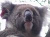 17_Koalas_a_Hanson_Bay_Sanctuary (6).jpg