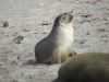 17_Seal_Bay (11).jpg