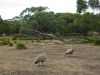 18_19_Flinders_Chase_National_Park (4).jpg