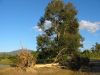 2 dcembre 2005 - Orage  Yackandandah (15)_petit.jpg