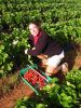 20 nov au 9 dc 2005 - Strawberry picking (21)_petit.jpg
