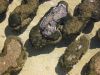 23_Stromatolites_Shell_Block_Quarry (6).jpg