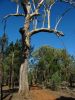 24_25_Flinders_Ranges_NP (15).jpg