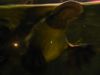 25_Aquarium_de_Sydney (0).jpg