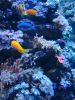 25_Aquarium_de_Sydney (13).jpg
