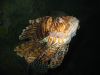25_Aquarium_de_Sydney (15).jpg