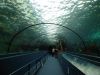 25_Aquarium_de_Sydney (5).jpg