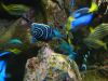25_Aquarium_de_Sydney (6).jpg