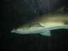 25_Aquarium_de_Sydney (8).jpg