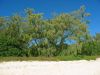 27_1_Lady_Musgrave_Island (25).jpg