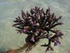 27_28_Coral_Bay (10).jpg