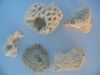 27_28_Coral_Bay (11).jpg